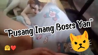 Pusang galit sa maingay 🤣 Sobrang cute ng pusang to ❤️