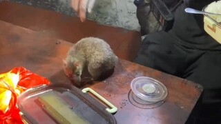 Tikus tidak mempunyai niat buruk, ia mencari makanan dan pakaian, kita mencari kedamaian, dan kita s