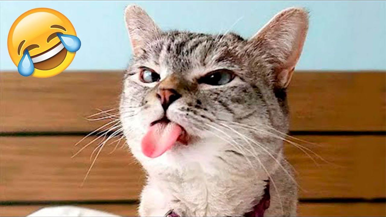 😂 Funniest Cats and Dogs Videos 😺🐶