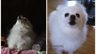 Location but Dogs Sung It (Dogs Version Cover)