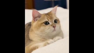 เจ้าก้อน🥺
