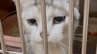 Akademi Etika Kucing Sudah Kewalahan, Pernyataan tentang Kucing Terbengkalai