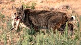 Lynx Bobcat Cleverly Hunts The Rabbit.