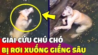 Hành trình 'GIẢI CỨU' chú chó bị rơi xuống 'GIẾNG SÂU' hơn 20 mét 😢 Gâu Đần