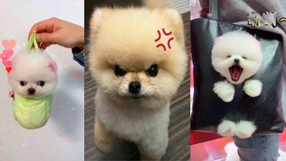 Funny and Cute Dog Pomeranian 😍🐶| Funny Puppy Videos #155