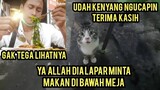 Allahu Akbar Mengharukan Kucing Minta Makan Sampai Duduk Nungguin masakan Matang Di Bawa Meja..!