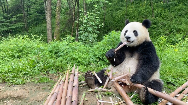 Wanna have some bamboo with me?