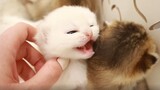 [Hewan] Bayi Kucing Lucu Yang Baru Buka Mata