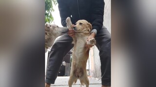 Bơ bảo là ko đùa với ba đâu nha. Haha. cunyeucuadua yeucho yeuchomeo cún cúncon chó chómèo chócon chókhôn yeuchomeo chócute pet dog dogs
