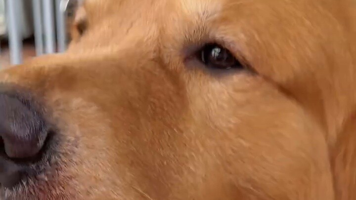 Bibi? Apakah ada bibi yang pernah makan stik keju anjing ini? Bagaimana rasanya?