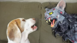 Cute Dog vs Zombie Cat สุนัขน่ารัก Maymo และ Penny