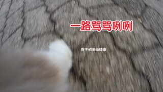 小猫咪追不上主人，一路变换语气声调骂骂咧咧，快掉小珍珠了