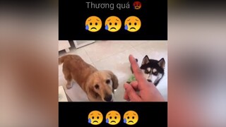 😥😥😥 hoiyeucho yeuchomeo thucung doglover xuhuong