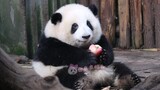 【大熊猫和花】萌头·萌脑·大脸ber