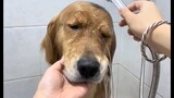 Doggy shower
