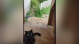 CapCut locphuhotv mèo  meomun  các em chia sẻ cho thầy đi🥰😂😂😂😂😂