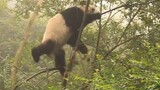 Pohon: Panda, Kamu Terlalu Berat Untukku