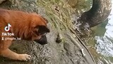 How to trick this dog to swim