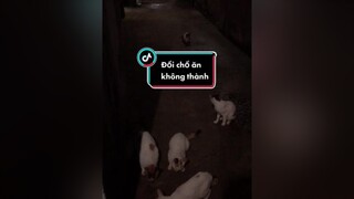 Đổi chổ ăn cho đám mèo không thành mèo meow meocute meohoang Nguyenhoanghaidang lovepet cat catsoftiktok catvideo mayconmeo