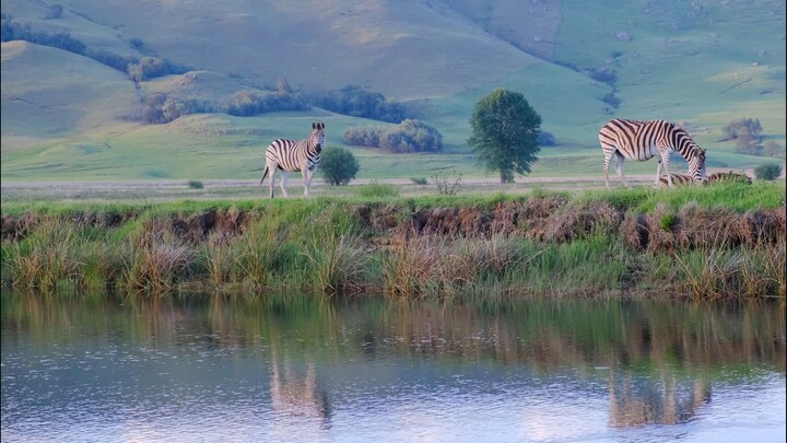 animal life