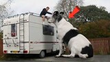 Phải Chăng Đây Là Chú Chó Siêu Khổng Lồ Mà Bạn Lần Đầu Nhìn Thấy | Động Vật To Lớn