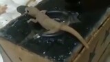 dancing lizard