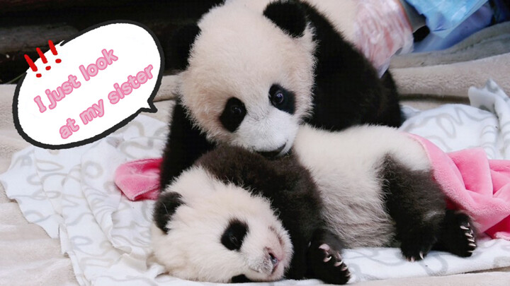 [Animal] [Panda Bao Xin & Ya Song] A Possessive Brother