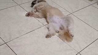 my dog having a nap