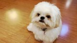 Mission: ImPAWSsible Trilogy (Cute Dog Video)