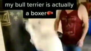 dog boxer funny