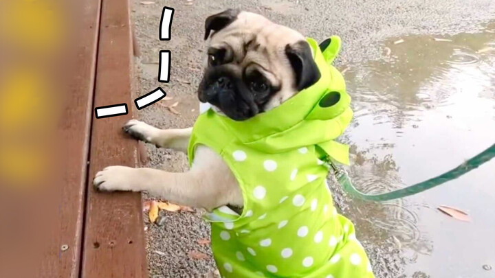 Jas Hujan Katak yang Dibuat Khusus untuk Anjing Pug