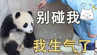 熊猫宝宝在墙角生闷气 爸爸过来安慰反被打！