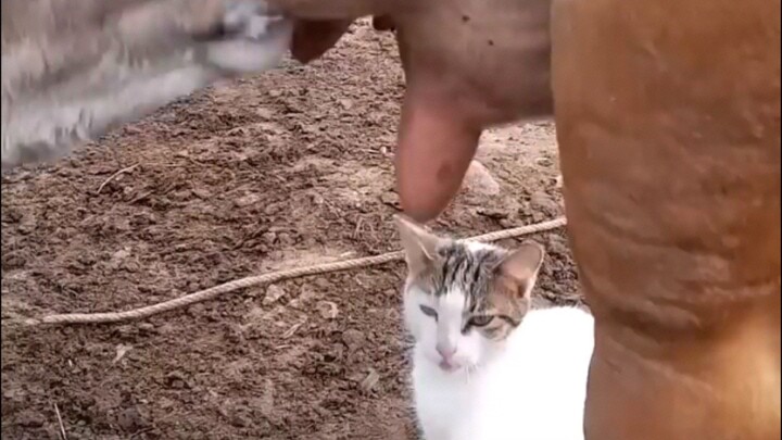 Funny Cat tried to get milk from the cow., 🐮😂