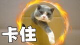 用马戏团的方式让猫咪钻圈？笑到头掉…