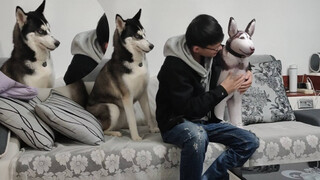 [Động vật]Sẽ thế nào nếu bạn phớt lờ chú chó Husky nhà bạn