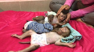 Two sleeping one busy monkey