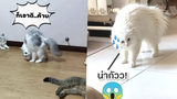 รวมคลิปหมาแมวตลกฮาๆ สัตว์เลี้ยงตลก l Smile Animal Funny Cat & Dog