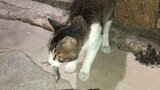 [Mèo bắt chuột] Một kỷ lục chân thực về số lượng chuột mà một con mèo mục vụ có thể bắt được trong đ