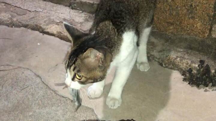 [Cat Catches Mouse] A true record of how many mice a rural cat can catch in its lifetime!