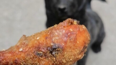 Anjing pedesaan memakan kaki ayam panggang kota untuk pertama kalinya