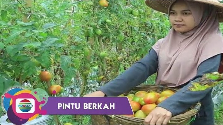 Pintu Berkah - Duka Ibu Petani Tomat Yang Berjuang Mewujudkan Mimpinya
