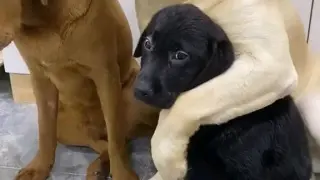 The mother dog protect her child