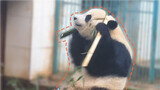 How can bamboo be harder than a panda's brain?