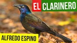 EL CLARINERO ALFREDO ESPINO 🐦🌾 | Jícaras Tristes Pájaros de Leyenda 🪶 | Alfredo Espino Poemas