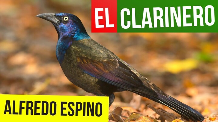 EL CLARINERO ALFREDO ESPINO 🐦🌾 | Jícaras Tristes Pájaros de Leyenda 🪶 | Alfredo Espino Poemas