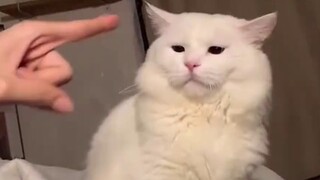 Cats’ cute way of saying no