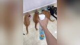 Trả lời   bửu bối chống thúi 🤣 hanapet hanapetvn mèo cats