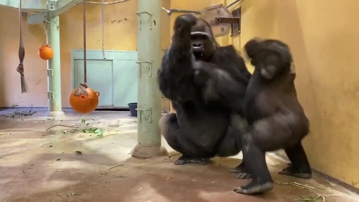 Naughty Son Chimp Playing with His Daddy Chimp