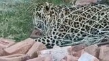 Catching leopard
