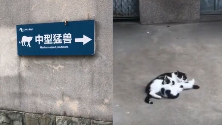 前方猛兽出没，请游客注意安全！